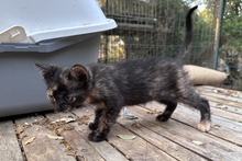 MELODY, Katze, Europäisch Kurzhaar in Italien - Bild 4