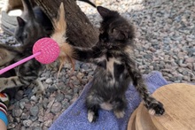 MELODY, Katze, Europäisch Kurzhaar in Italien - Bild 5
