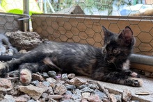 MELODY, Katze, Europäisch Kurzhaar in Italien - Bild 6