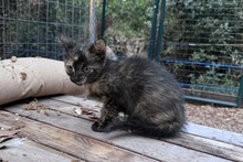 MELODY, Katze, Europäisch Kurzhaar in Italien - Bild 7