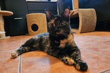 MELODY, Katze, Europäisch Kurzhaar in Pulheim