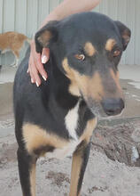 PAIK, Hund, Mischlingshund in Portugal - Bild 3