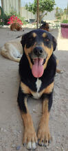 PAIK, Hund, Mischlingshund in Portugal - Bild 5