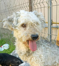 EDDY, Hund, Mischlingshund in Rumänien - Bild 1