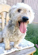 EDDY, Hund, Mischlingshund in Rumänien - Bild 4