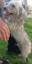 EDDY, Hund, Mischlingshund in Rumänien - Bild 5