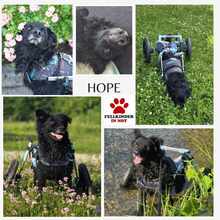 HOPE, Hund, Kroatischer Schäferhund in Unterschleißheim - Bild 1
