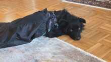 HOPE, Hund, Kroatischer Schäferhund in Unterschleißheim - Bild 10