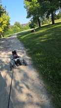 HOPE, Hund, Kroatischer Schäferhund in Unterschleißheim - Bild 12