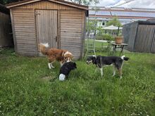 HOPE, Hund, Kroatischer Schäferhund in Unterschleißheim - Bild 13