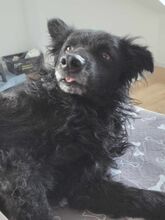 HOPE, Hund, Kroatischer Schäferhund in Unterschleißheim - Bild 14