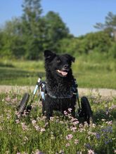 HOPE, Hund, Kroatischer Schäferhund in Unterschleißheim - Bild 2