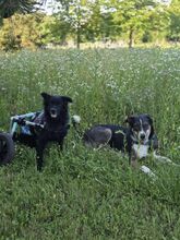 HOPE, Hund, Kroatischer Schäferhund in Unterschleißheim - Bild 3