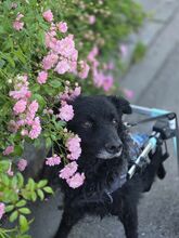 HOPE, Hund, Kroatischer Schäferhund in Unterschleißheim - Bild 4