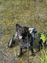 HOPE, Hund, Kroatischer Schäferhund in Unterschleißheim - Bild 5