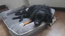 HOPE, Hund, Kroatischer Schäferhund in Unterschleißheim - Bild 6