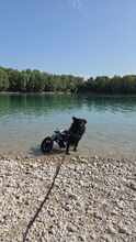 HOPE, Hund, Kroatischer Schäferhund in Unterschleißheim - Bild 7