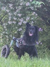 HOPE, Hund, Kroatischer Schäferhund in Unterschleißheim - Bild 9