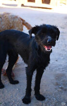 QUENTIN, Hund, Mischlingshund in Portugal - Bild 1