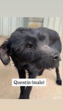 QUENTIN, Hund, Mischlingshund in Portugal - Bild 2