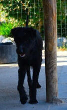 QUENTIN, Hund, Mischlingshund in Portugal - Bild 3