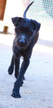 QUENTIN, Hund, Mischlingshund in Portugal - Bild 4