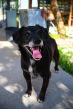 MARVEL, Hund, Mischlingshund in Portugal - Bild 1