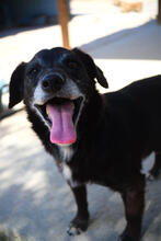 MARVEL, Hund, Mischlingshund in Portugal - Bild 2
