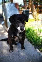 MARVEL, Hund, Mischlingshund in Portugal - Bild 3