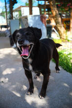 MARVEL, Hund, Mischlingshund in Portugal - Bild 4