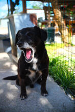 MARVEL, Hund, Mischlingshund in Portugal - Bild 5