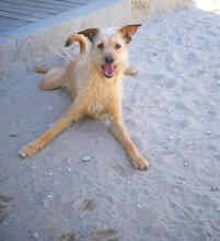 LUCKY, Hund, Mischlingshund in Portugal - Bild 1