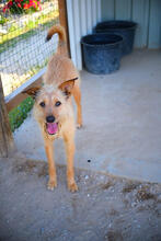 LUCKY, Hund, Mischlingshund in Portugal - Bild 2