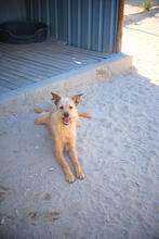 LUCKY, Hund, Mischlingshund in Portugal - Bild 3