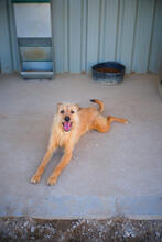 LUCKY, Hund, Mischlingshund in Portugal - Bild 4