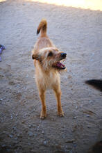 LUCKY, Hund, Mischlingshund in Portugal - Bild 5