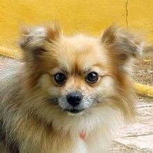 PEPA, Hund, Kleinspitz in Belgien - Bild 1