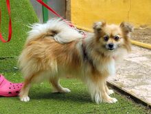 PEPA, Hund, Kleinspitz in Belgien - Bild 2