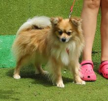 PEPA, Hund, Kleinspitz in Belgien - Bild 3
