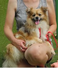 PEPA, Hund, Kleinspitz in Belgien - Bild 4