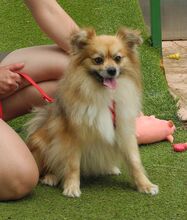 PEPA, Hund, Kleinspitz in Belgien - Bild 6
