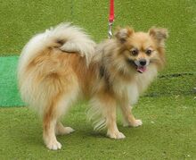 PEPA, Hund, Kleinspitz in Belgien - Bild 7
