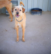 HOPE, Hund, Mischlingshund in Portugal - Bild 1