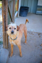 HOPE, Hund, Mischlingshund in Portugal - Bild 2