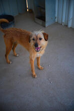 HOPE, Hund, Mischlingshund in Portugal - Bild 3