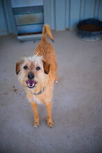 HOPE, Hund, Mischlingshund in Portugal - Bild 4