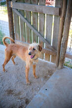 HOPE, Hund, Mischlingshund in Portugal - Bild 5