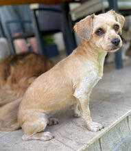 IZA, Hund, Mischlingshund in Rumänien - Bild 1