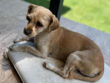 IZA, Hund, Mischlingshund in Rumänien - Bild 4