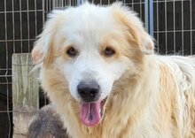 RIKU, Hund, Golden Retriever-Mix in Kroatien - Bild 1